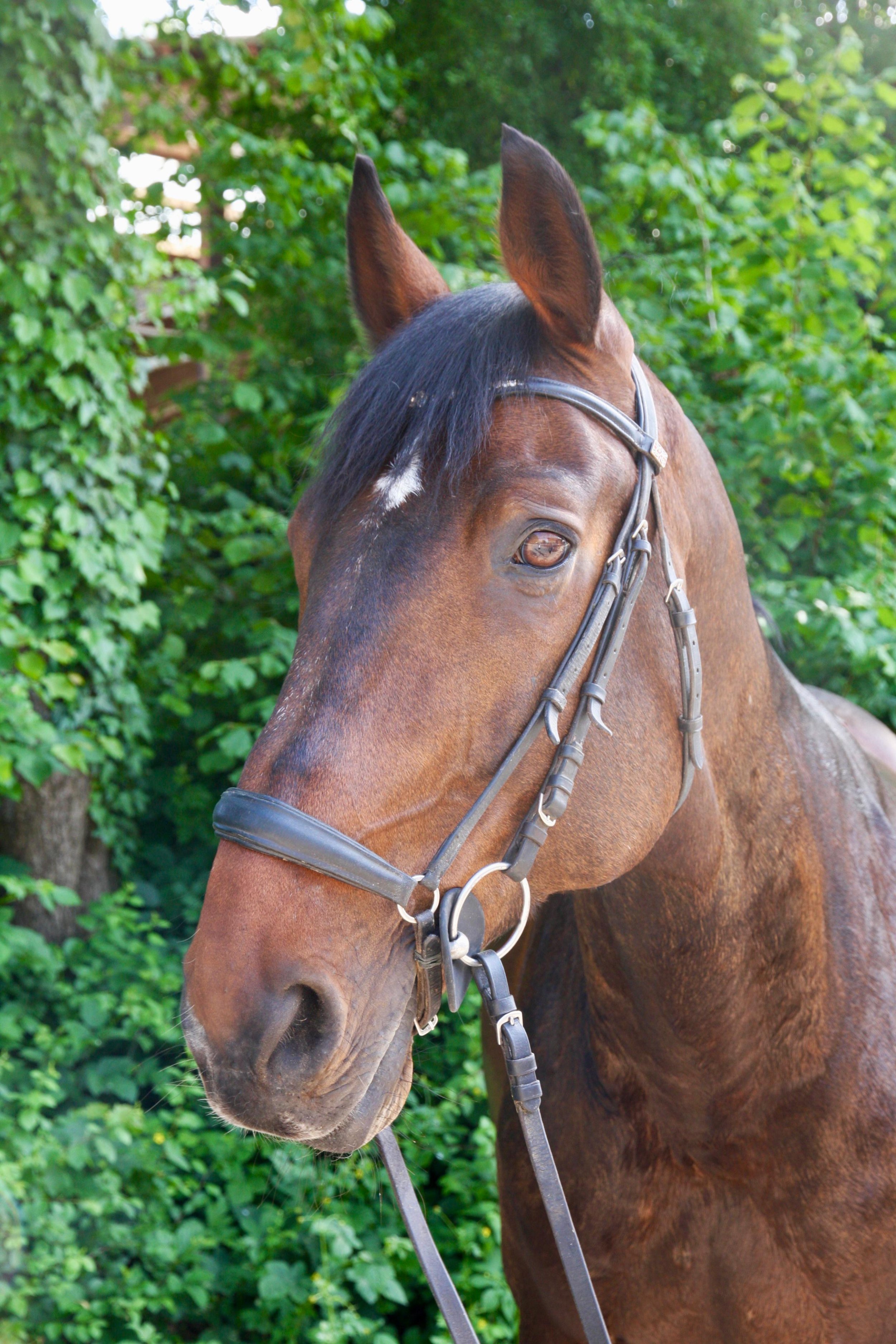 Schulpferd Louis